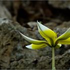 Krabbenspinne auf Tulpe