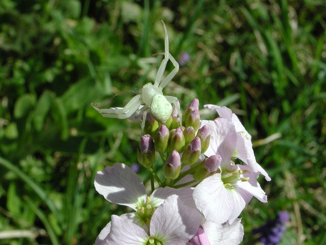 Krabbenspinne auf Wiesenschaumkraut