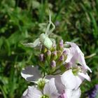 Krabbenspinne auf Wiesenschaumkraut