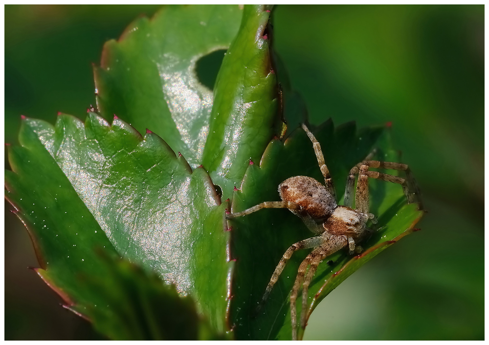 Krabbenspinne