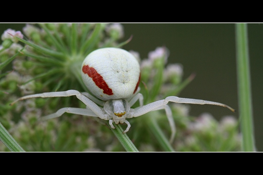 Krabbenspinne