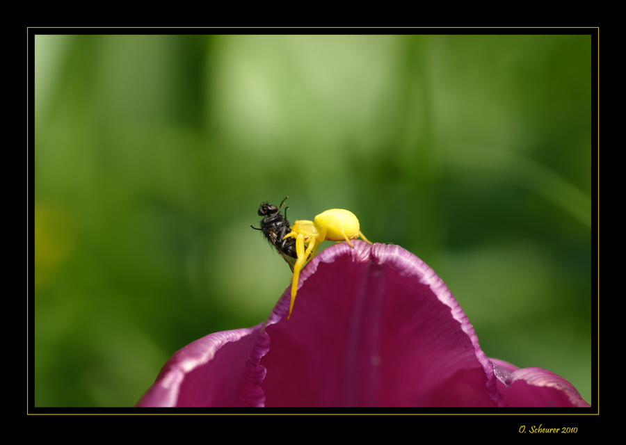 " " Krabbenspinne " "    -     Bald ist es wieder so weit ...