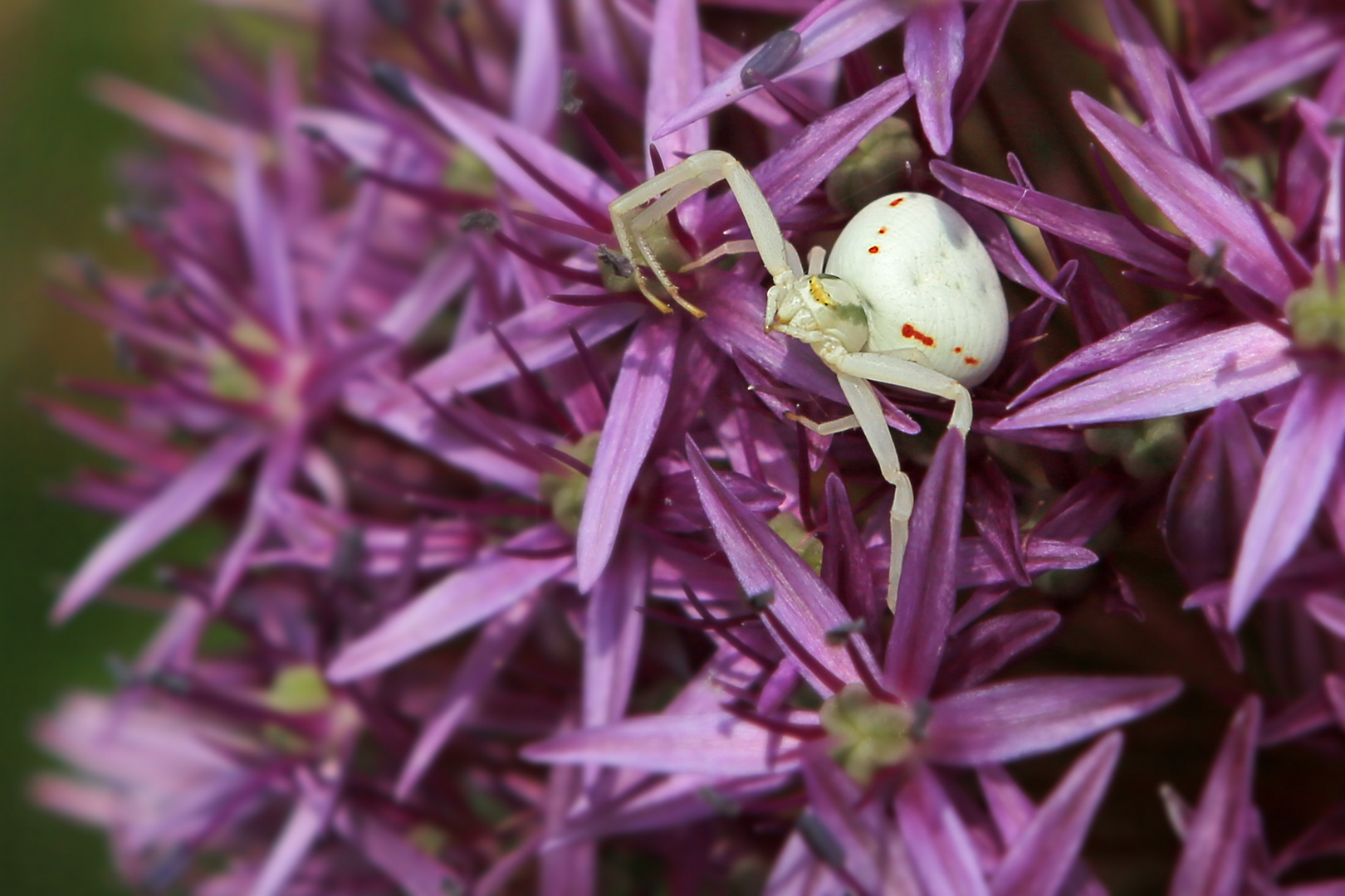 Krabbenspinne