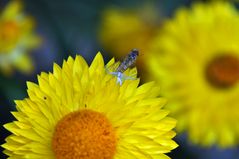 Krabbenspinne beim Abendmahl