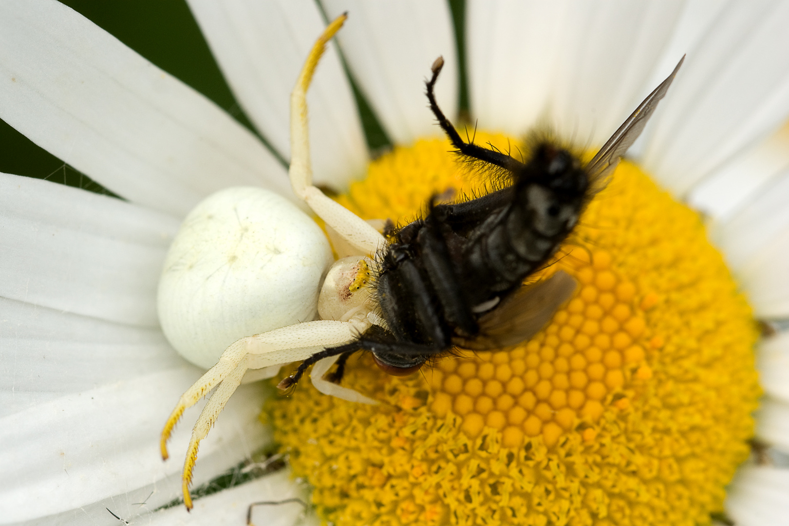 Krabbenspinne beim Festschmaus1