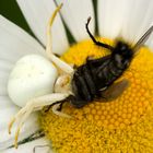 Krabbenspinne beim Festschmaus1