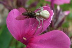 Krabbenspinne beim Fressen