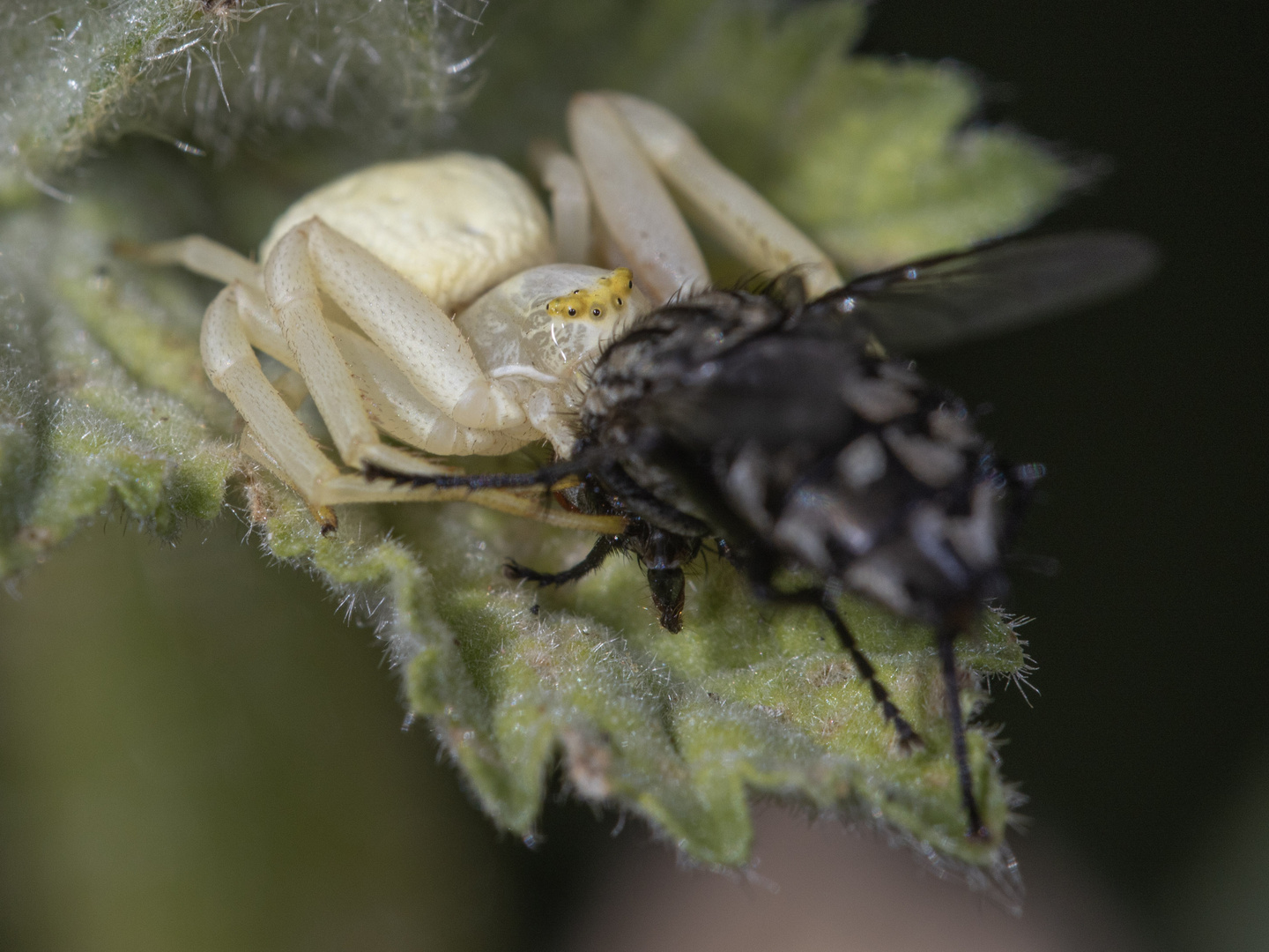 Krabbenspinne beim Mahl