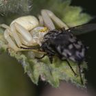 Krabbenspinne beim Mahl