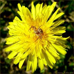 Krabbenspinne beim Sonne tanken