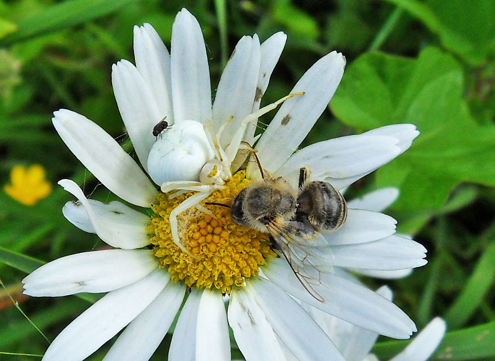 Krabbenspinne, Biene und Fliege