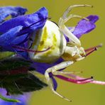 Krabbenspinne - Biester oder bunte Schönheiten (großes Tier)