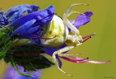 Krabbenspinne - Biester oder bunte Schönheiten (großes Tier)