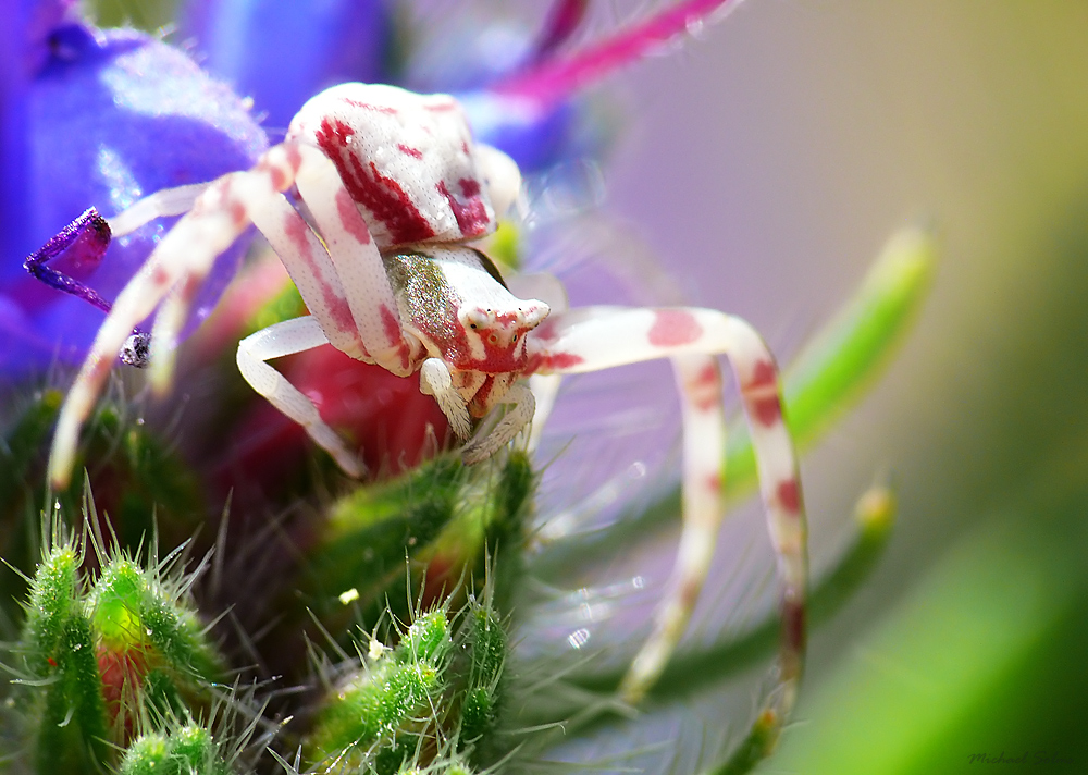 Krabbenspinne - Biester oder bunte Schönheiten (kleines Tier)