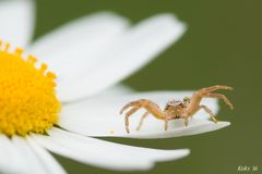 Krabbenspinne bittet zum Tanz