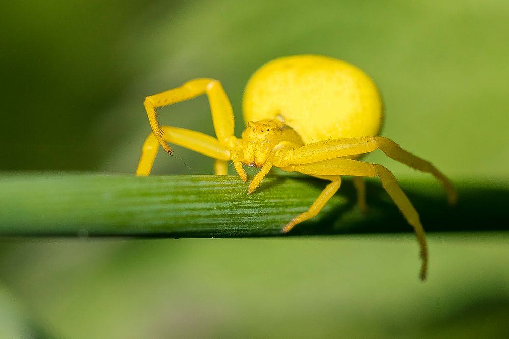 Krabbenspinne