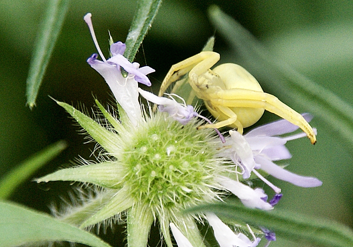 Krabbenspinne