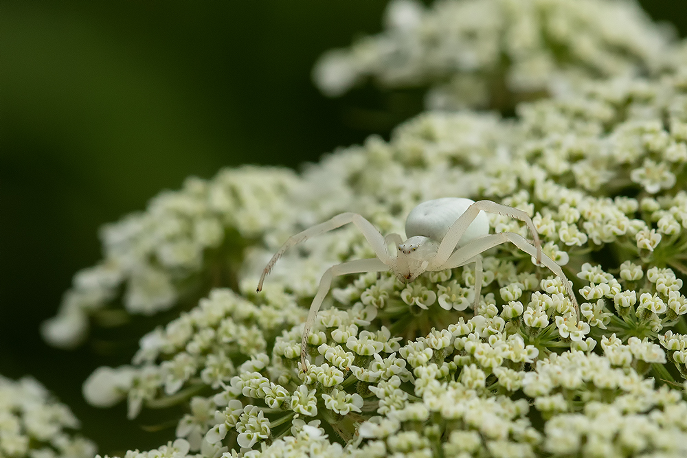 Krabbenspinne