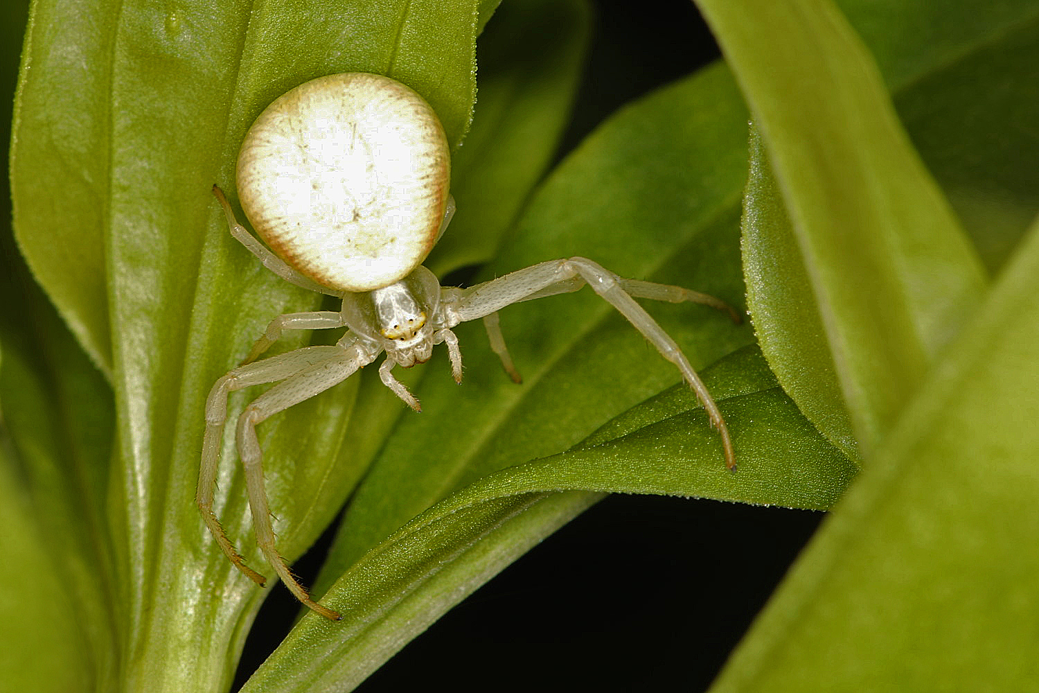 Krabbenspinne