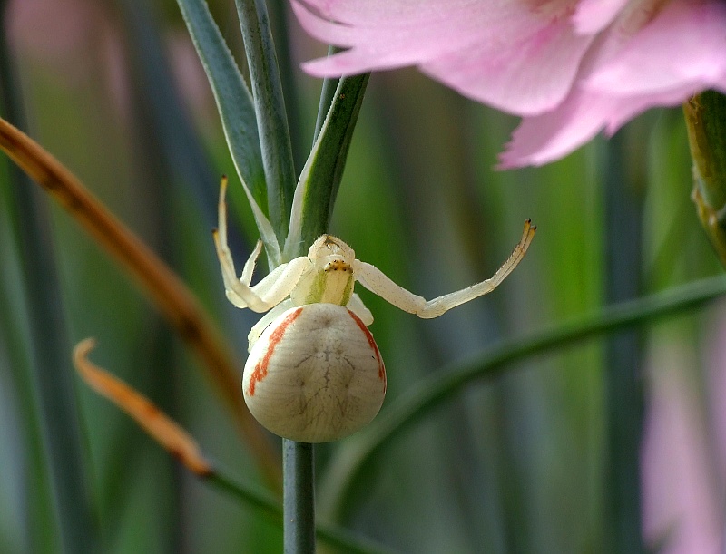 Krabbenspinne