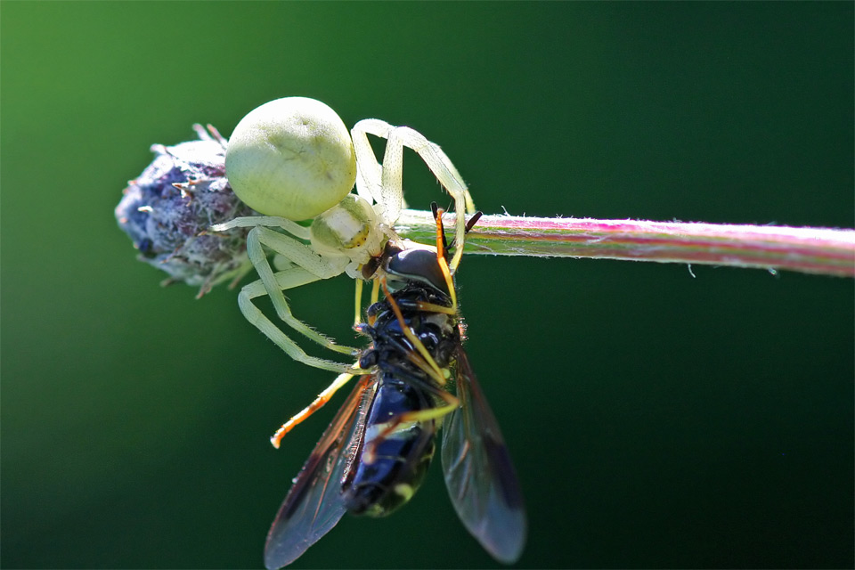 Krabbenspinne