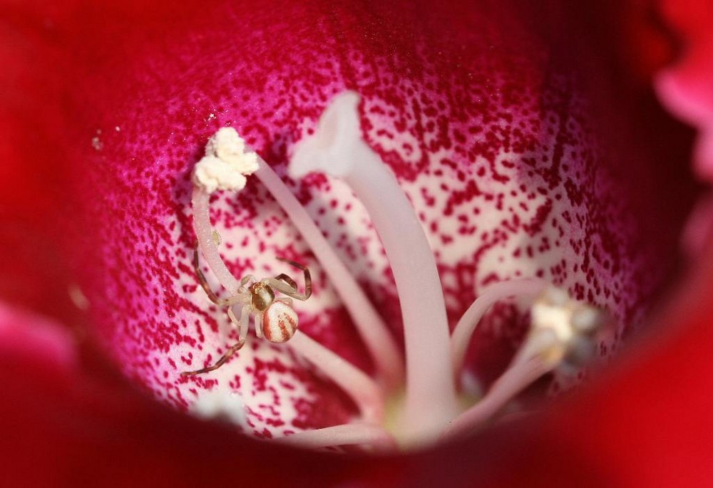 Krabbenspinne - crab spider