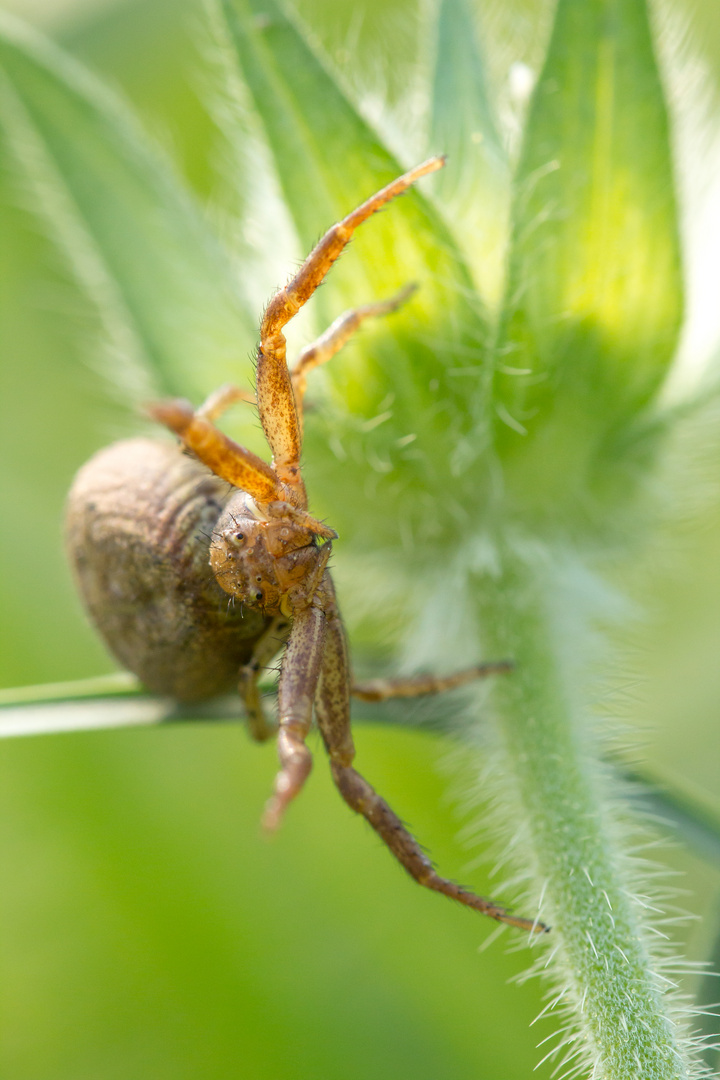 Krabbenspinne