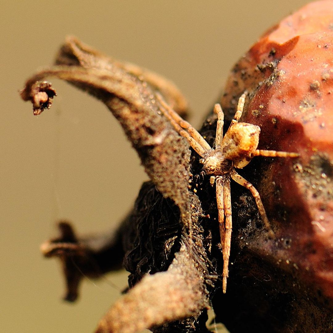 Krabbenspinne _die Erste