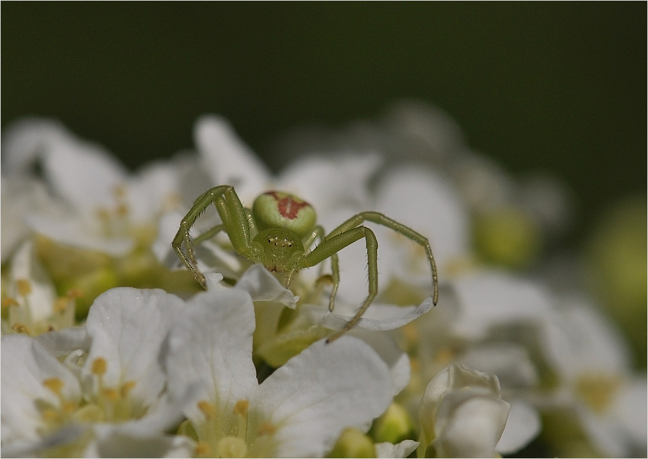 Krabbenspinne