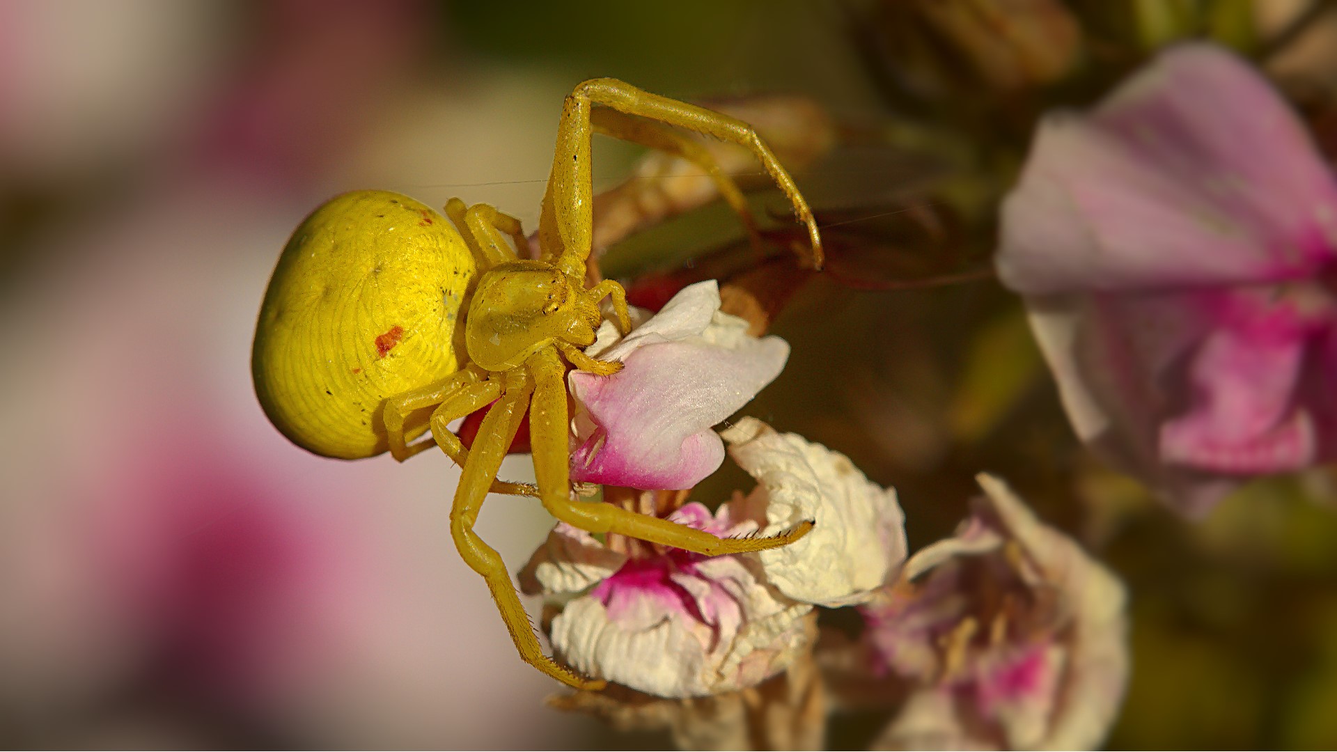 Krabbenspinne