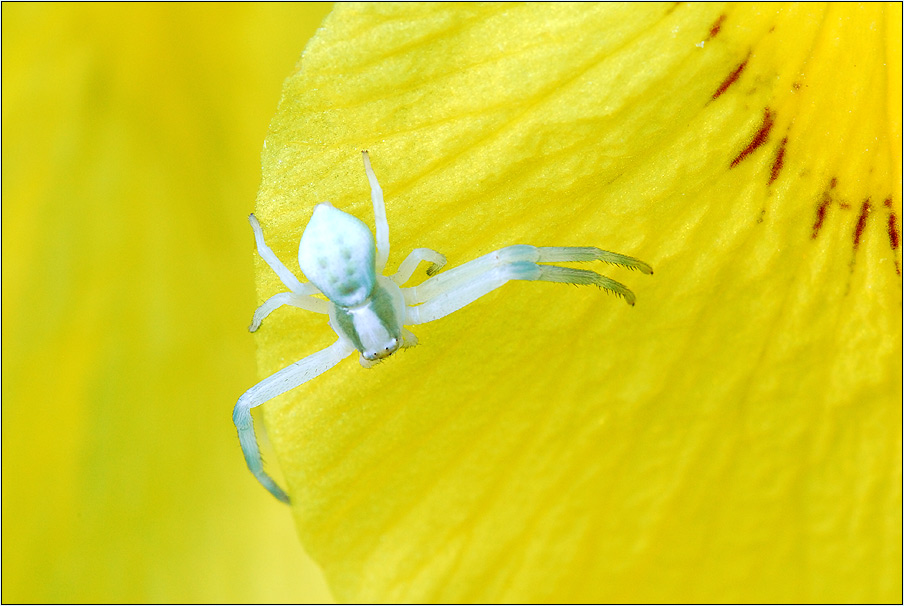 Krabbenspinne