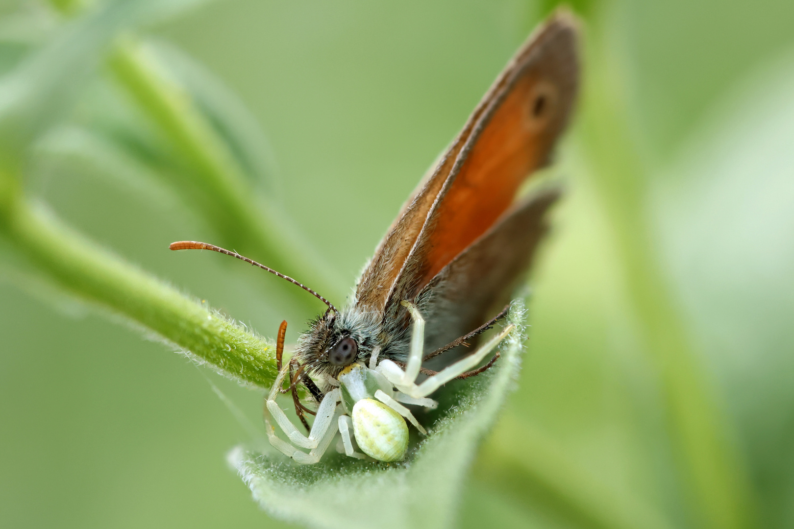 Krabbenspinne erbeutet Schmetterling