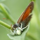 Krabbenspinne erbeutet Schmetterling