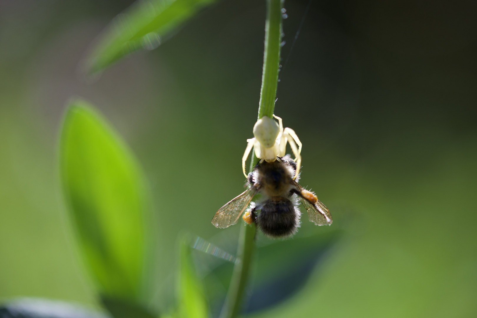 Krabbenspinne erwischt eine Biene