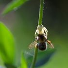 Krabbenspinne erwischt eine Biene