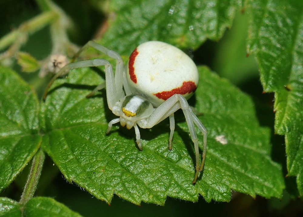 Krabbenspinne( evtl. Misumena vatia )