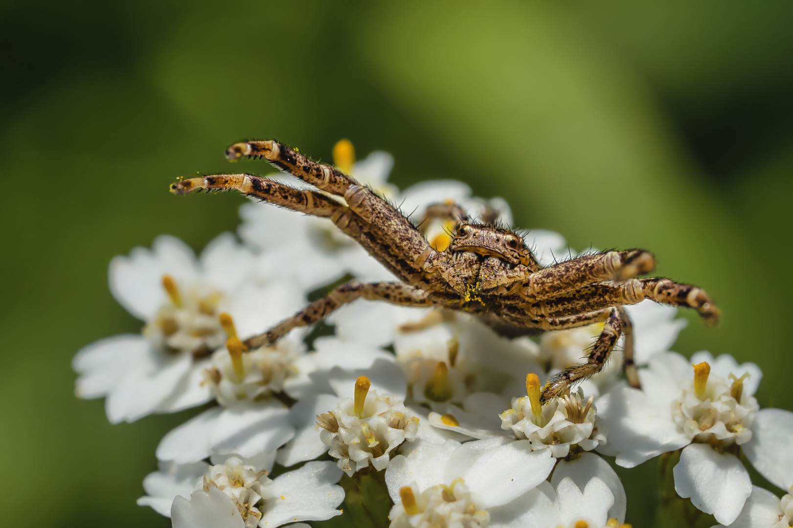 Krabbenspinne