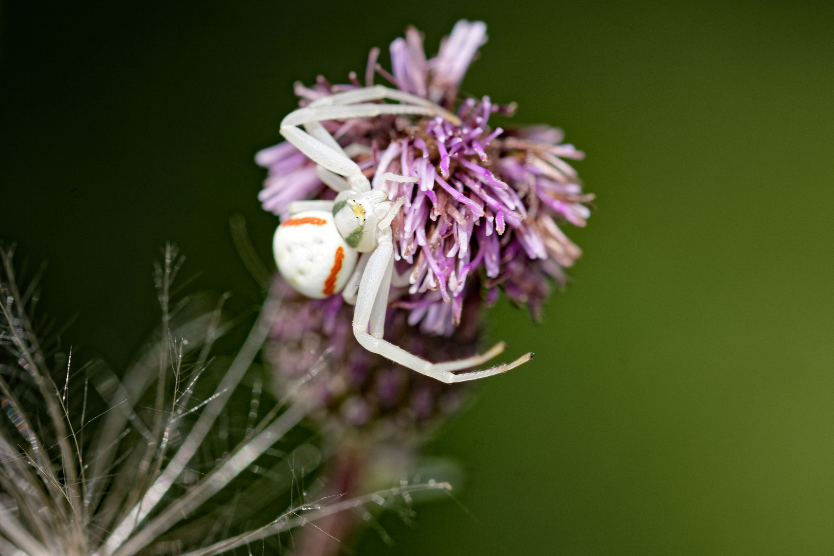 Krabbenspinne