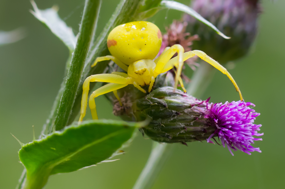 Krabbenspinne