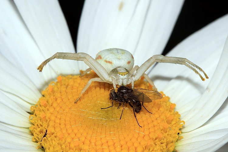 Krabbenspinne fängt Fliege