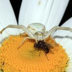 Krabbenspinne fängt Fliege