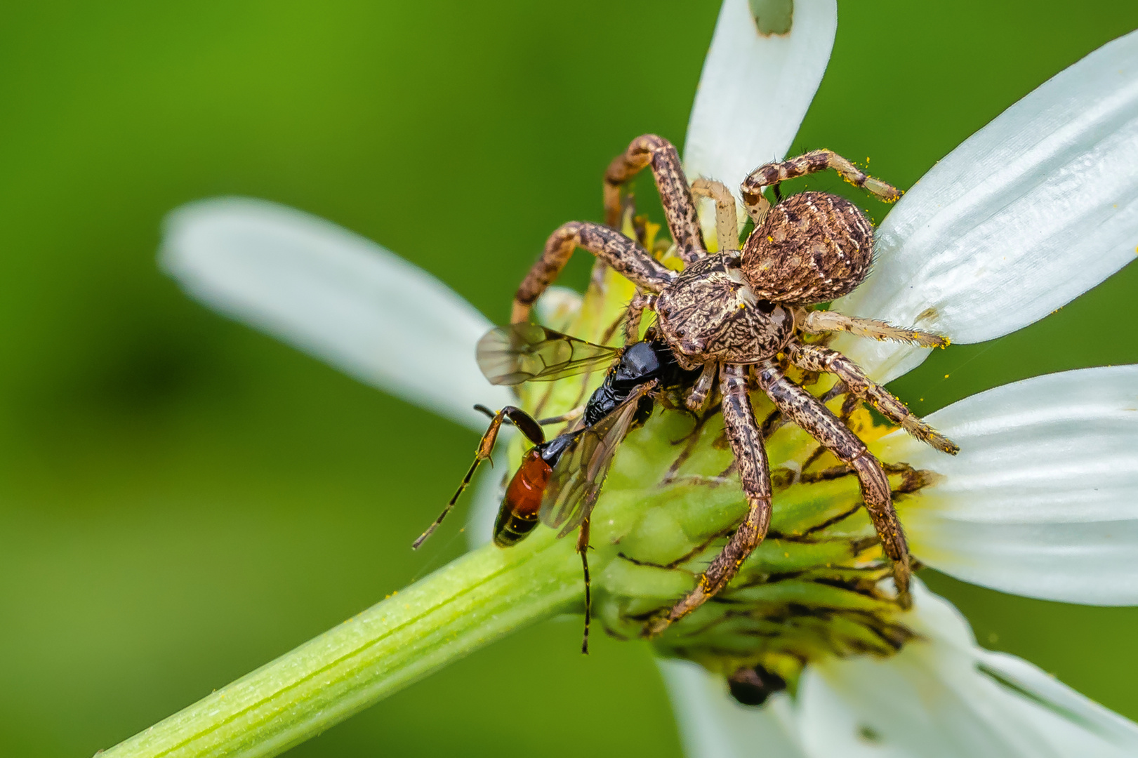 Krabbenspinne fängt Grabwespe