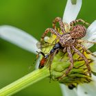 Krabbenspinne fängt Grabwespe