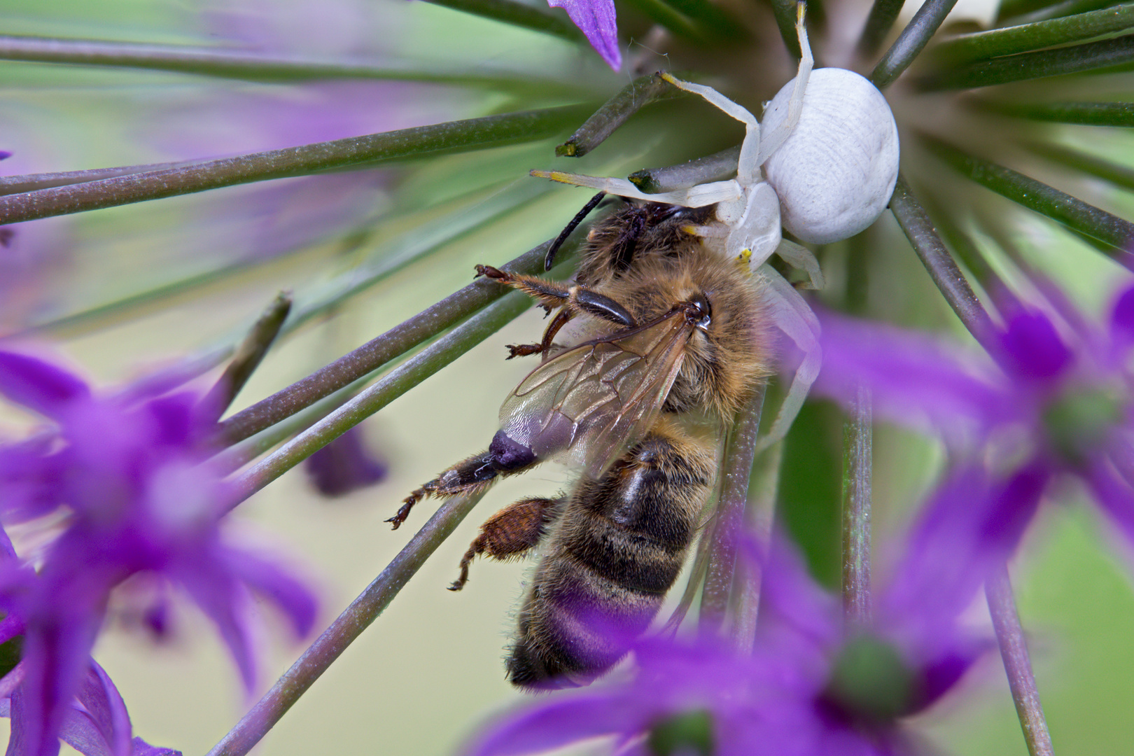 Krabbenspinne frisst Biene - 