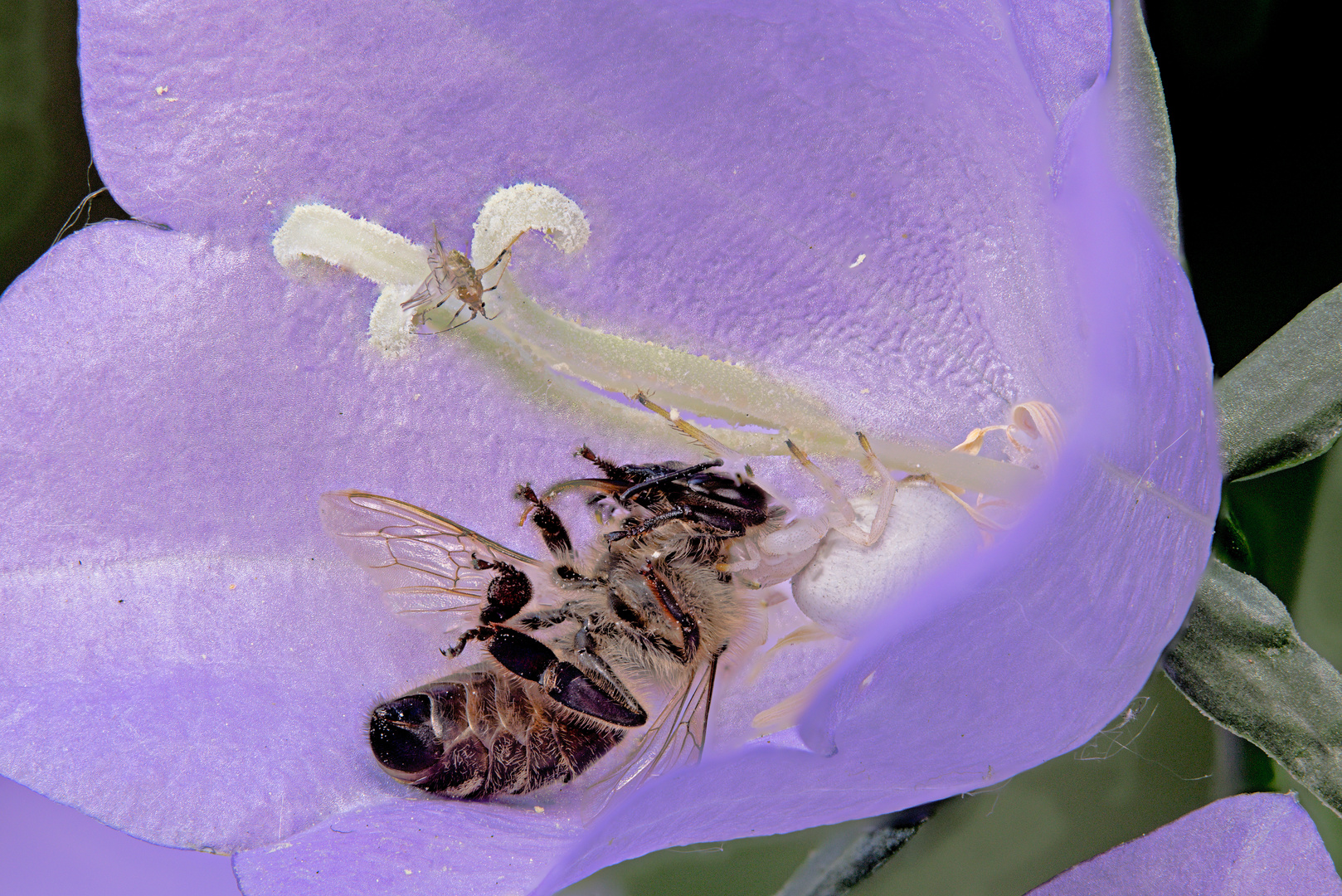 Krabbenspinne frisst Biene in lila Glockenblume 