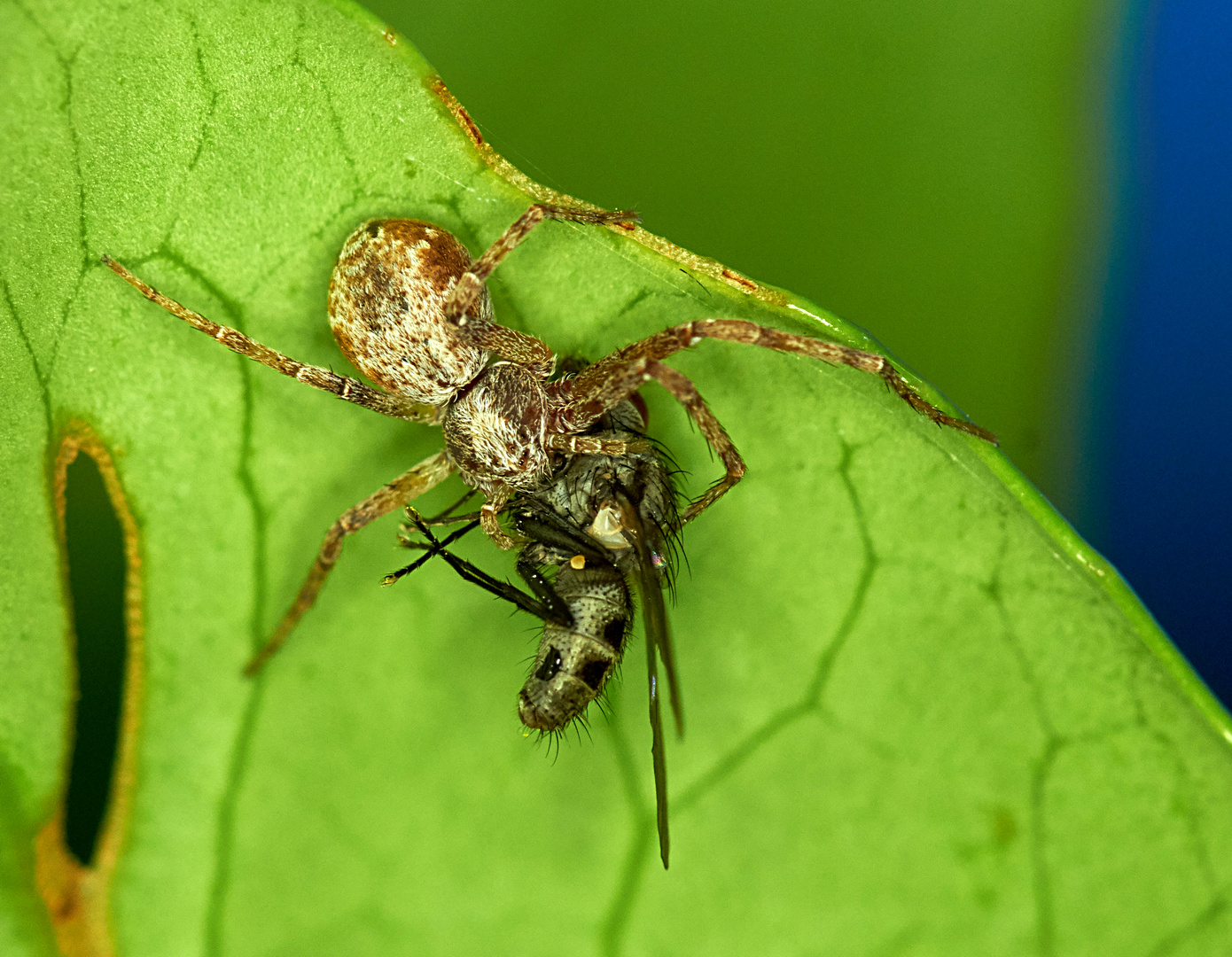 Krabbenspinne frisst Fliege