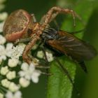 Krabbenspinne frißt Tanzfliege