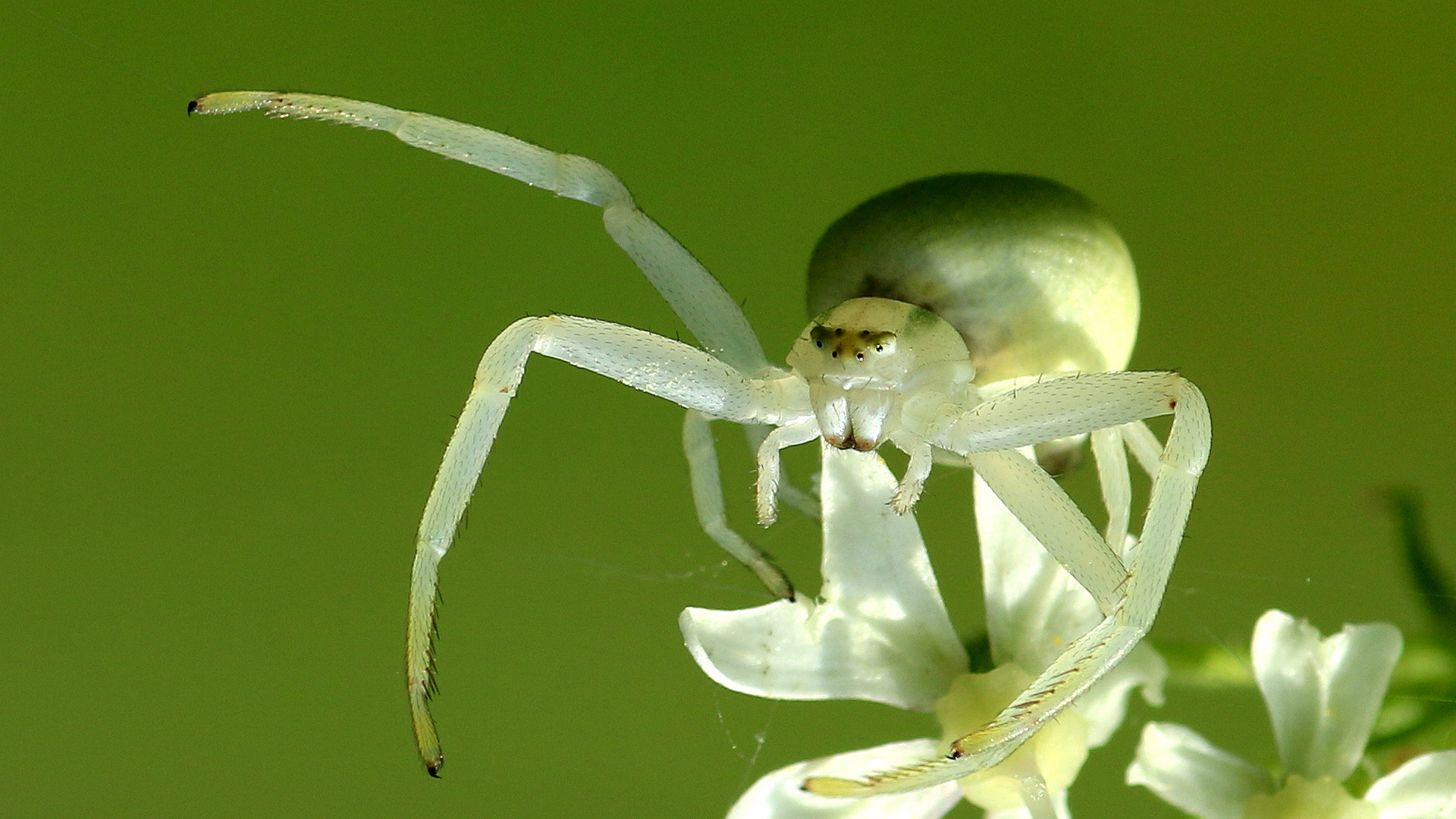 Krabbenspinne ganz nah