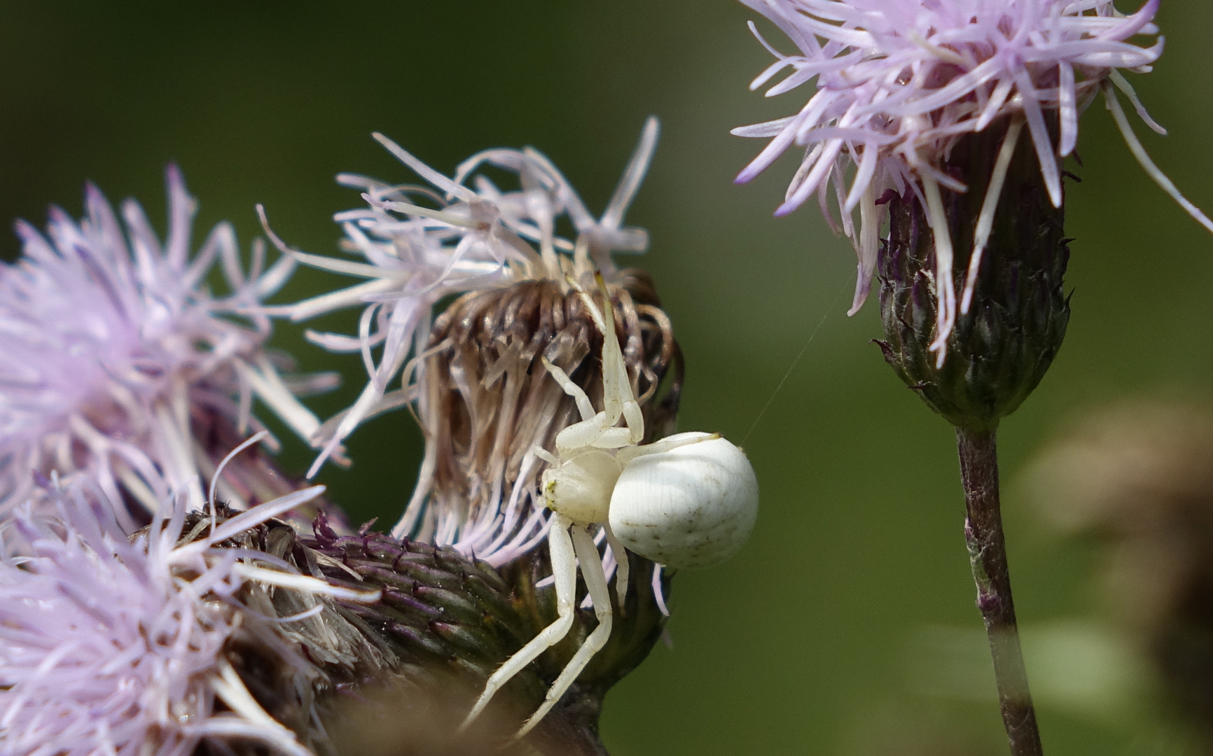 Krabbenspinne gut getarnt