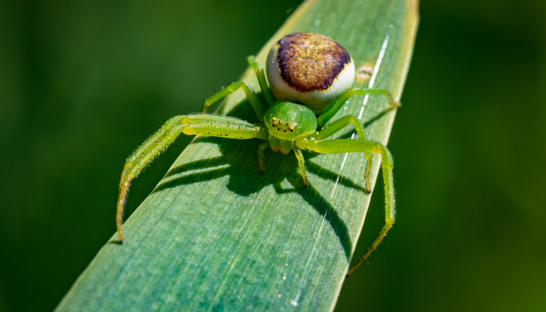 Krabbenspinne III